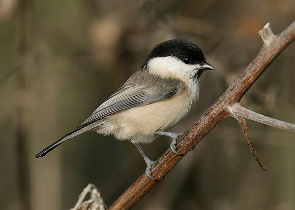 Willow Tit Poecile montanus