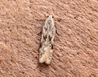 35.151 BF770 Carpatolechia proximella