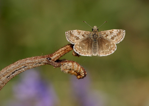 Dingy Skipper Erynnis tages