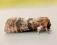 65.010 BF1654 Figure of Eighty Tethea ocularis