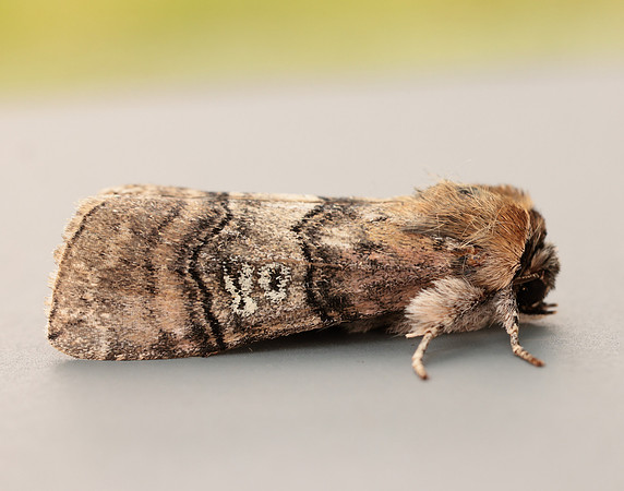 65.010 BF1654 Figure of Eighty Tethea ocularis