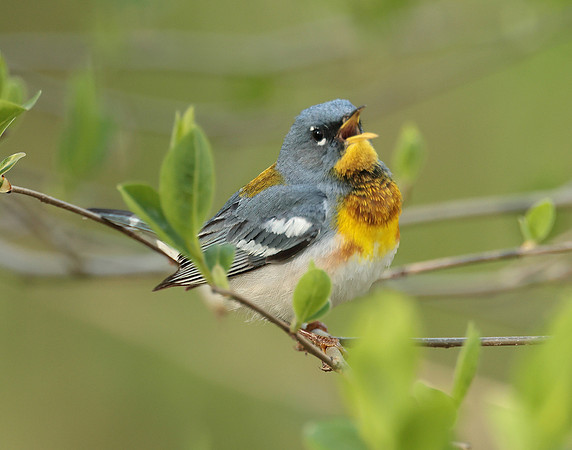 Northern Parula