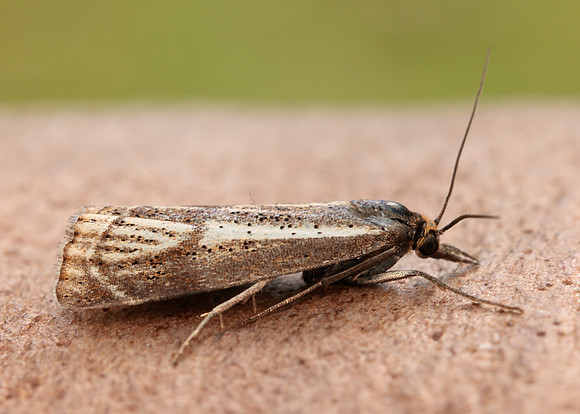 63.107 BF1321 Thisanotia chrysonuchella
