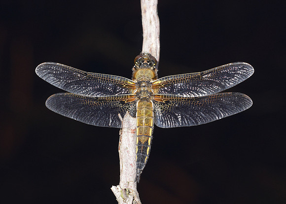 Four-spotted Chaser Libellula quadrimaculata