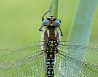 Hairy Dragonfly Brachytron pratense