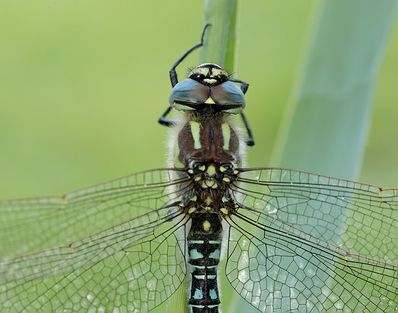 Hairy Dragonfly Brachytron pratense