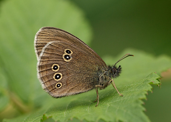 Ringlet Aphantopus hyperantus