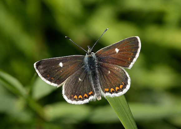 Northern Brown Argus Aricia artaxerxes artaxerxes