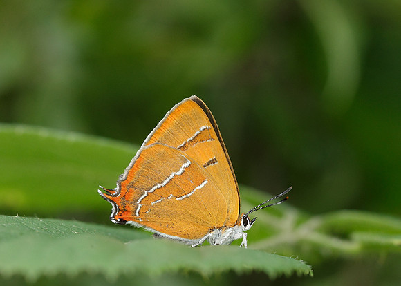 Brown Hairstreak Thecla betulae