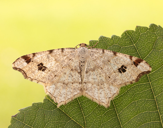70.211 BF1889 Peacock Moth Macaria notata