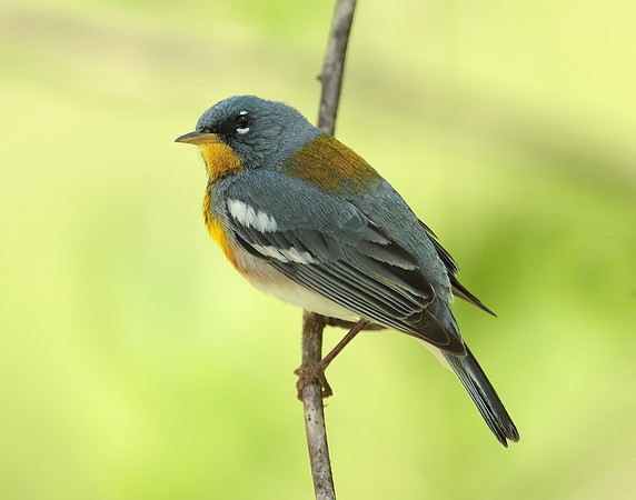 Northern Parula