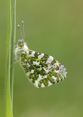 Orange-tip Anthocharis cardamines
