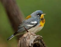 Northern Parula