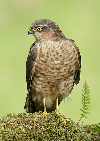 Sparrowhawk Accipiter nisus