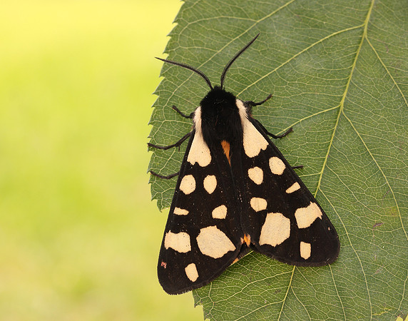 72.027 BF2058 Cream-spot Tiger Arctia villica