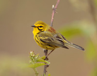 Prairie Warbler Setophaga discolor