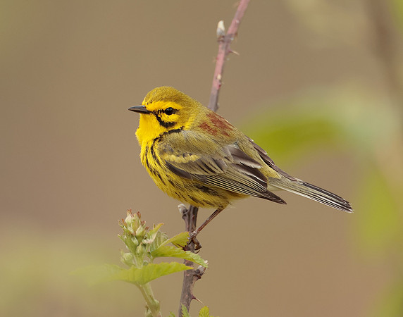 Prairie Warbler Setophaga discolor