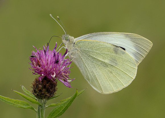 Large White Pieris brassicae