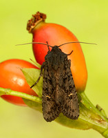 73.233 BF2232 Black Rustic Aporophyla nigra