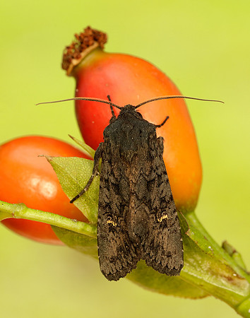 73.233 BF2232 Black Rustic Aporophyla nigra