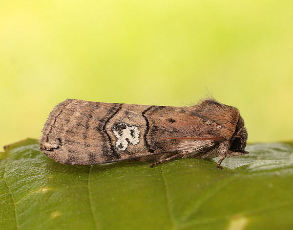 65.010 BF1654 Figure of Eighty Tethea ocularis