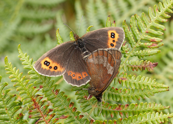 Scotch Argus Erebia aethiops