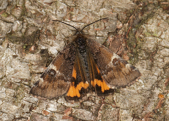 70.203 BF1661 Orange Underwing Archiearis parthenias