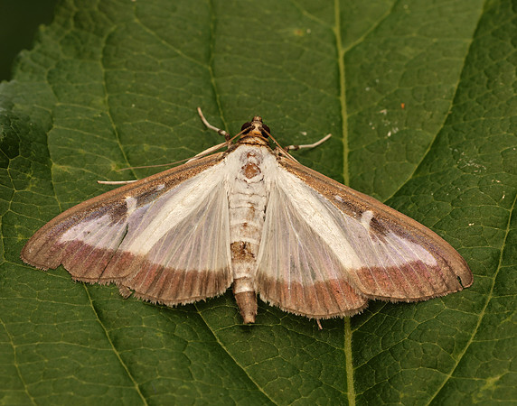 63.054 BF1409a Box-tree Moth Cydalima perspectalis