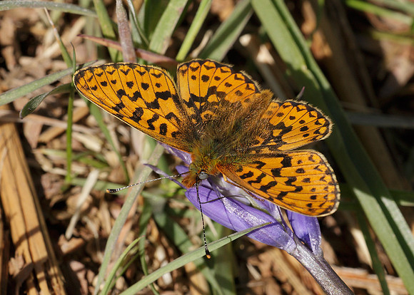 Pearl-Bordered Fritillary Boloria euphrosyne