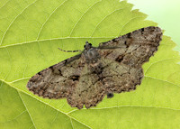 70.258 BF1937 Willow Beauty Peribatodes rhomboidaria
