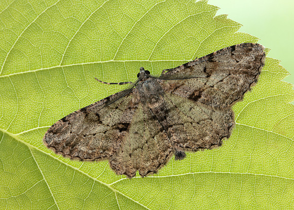 70.258 BF1937 Willow Beauty Peribatodes rhomboidaria