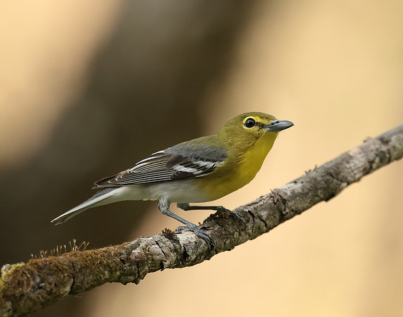 Yellow-throated Vireo Vireo flavifrons