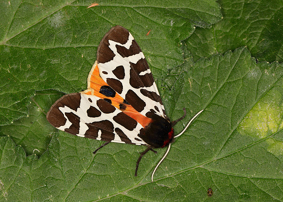 72.026 BF2057 Garden Tiger Arctia caja