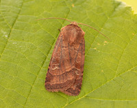 73.334 BF2123 Small Square-spot Diarsia rubi