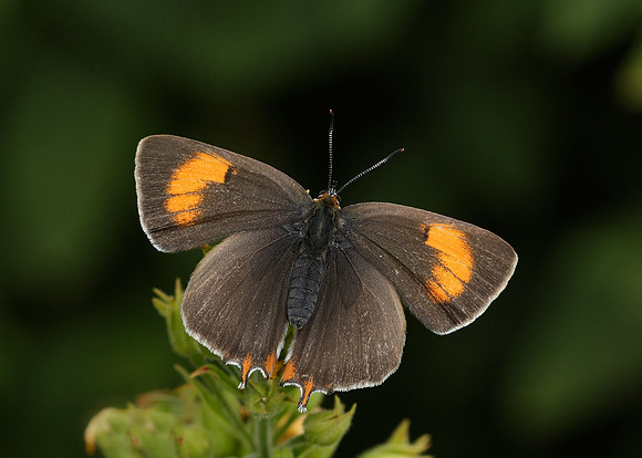 Brown Hairstreak Thecla betulae