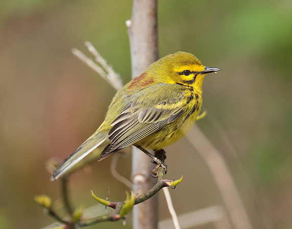 Prairie Warbler Setophaga discolor