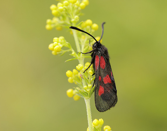 54.007 BF168 New Forest Burnet Zygaena viciae