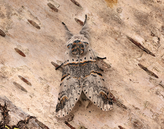 71.007 BF1998 Poplar Kitten Furcula bifida