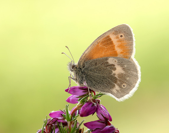 Large Heath scotica Coenonympha tullia scotica