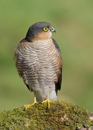 Sparrowhawk Accipiter nisus