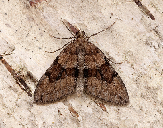 70.081 BF1768 Grey Pine Carpet Thera obeliscata