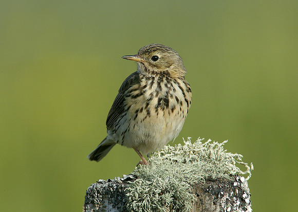 Meadow Pipit Anthus pratensis