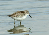 Western Sandpiper Calidris maura
