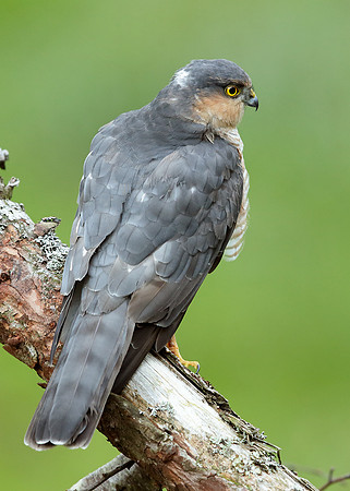 Sparrowhawk Accipiter nisus