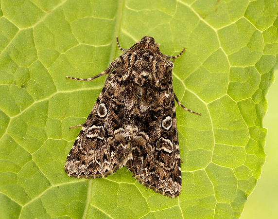 73.286 BF2167 Tawny Shears Hadena perplexa