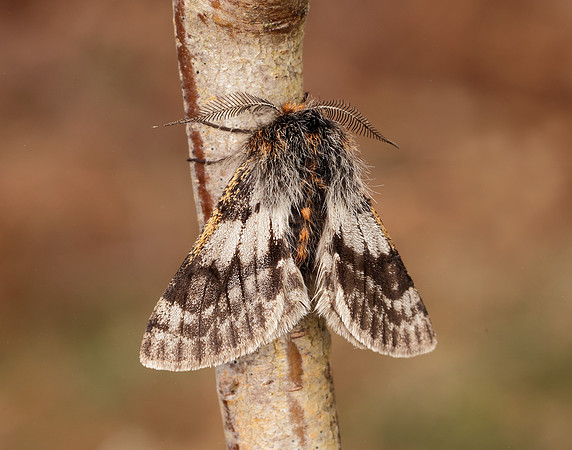 70.249 BF1929 Rannoch Brindled Beauty Lycia lapponaria