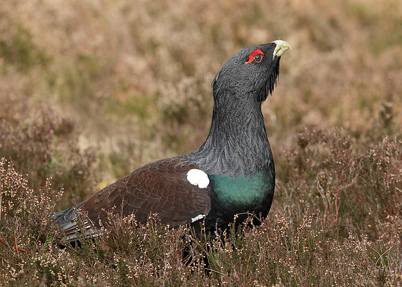 Capercaillie Tetrao urogallus