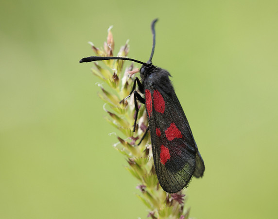 54.007 BF168 New Forest Burnet Zygaena viciae