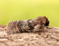 65.010 BF1654 Figure of Eighty Tethea ocularis