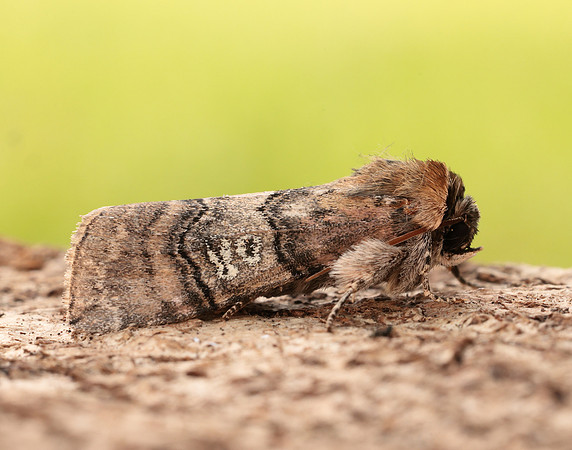 65.010 BF1654 Figure of Eighty Tethea ocularis